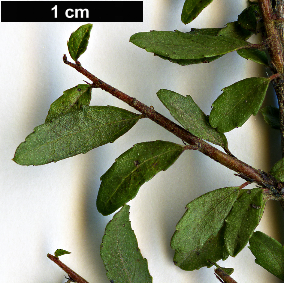 High resolution image: Family: Rhamnaceae - Genus: Rhamnus - Taxon: prunifolia